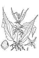 Image of California nettle