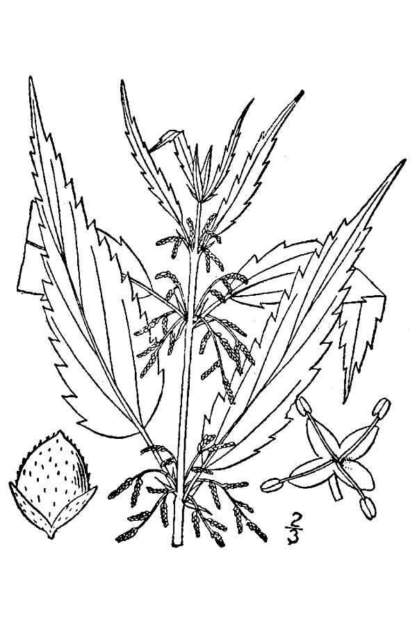 Image of California nettle