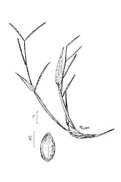 Plancia ëd Brachiaria platyphylla (Munro ex C. Wright) Nash