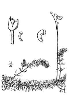 Image de Utricularia geminiscapa Benj.