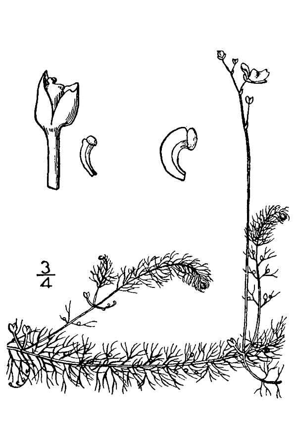 Image of hiddenfruit bladderwort