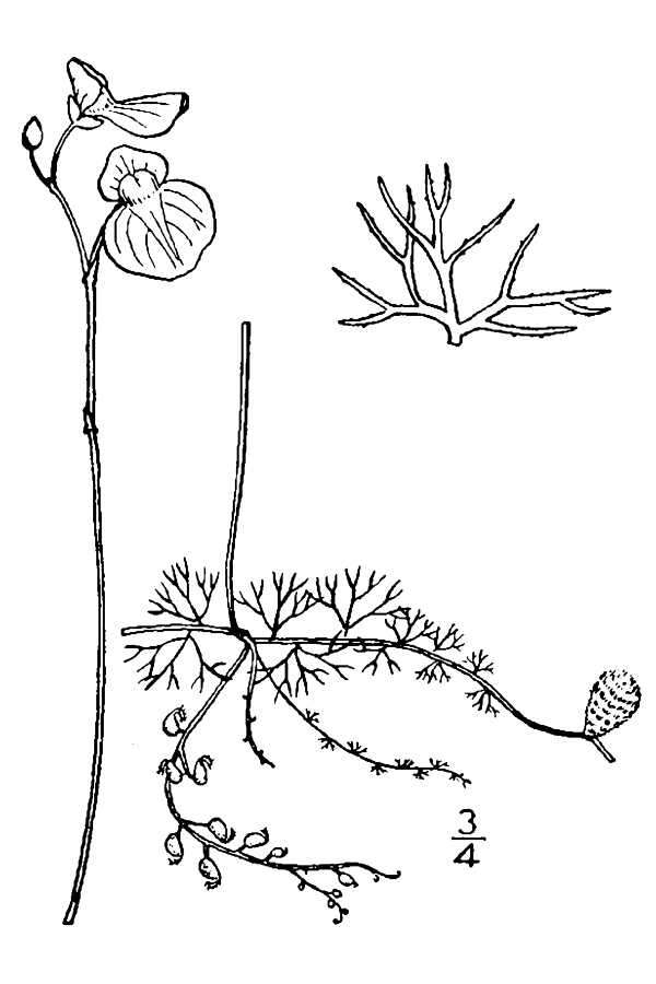 Image of flatleaf bladderwort