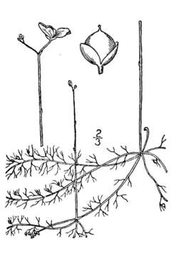 Image of humped bladderwort