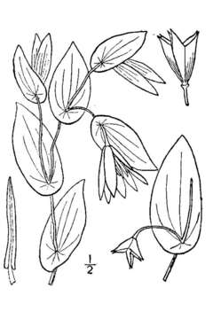 Image of perfoliate bellwort