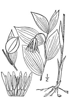 Image of mountain bellwort