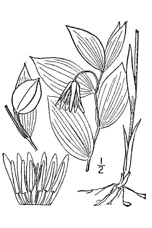 Image of mountain bellwort