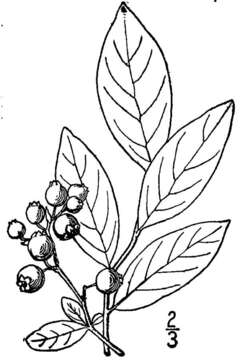 Image of New Jersey blueberry