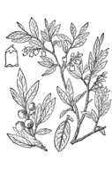 Image of velvetleaf huckleberry