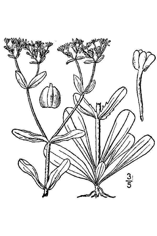 Imagem de Valerianella longiflora (Torr. & Gray) Walp.