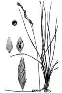 Image of Texasgrass