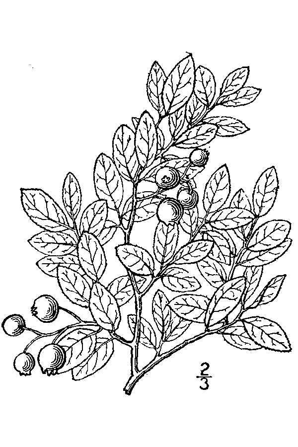 Image of lowbush blueberry