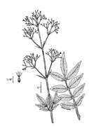 Sivun Valeriana occidentalis A. A. Heller kuva
