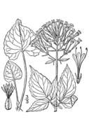 Image of largeflower valerian