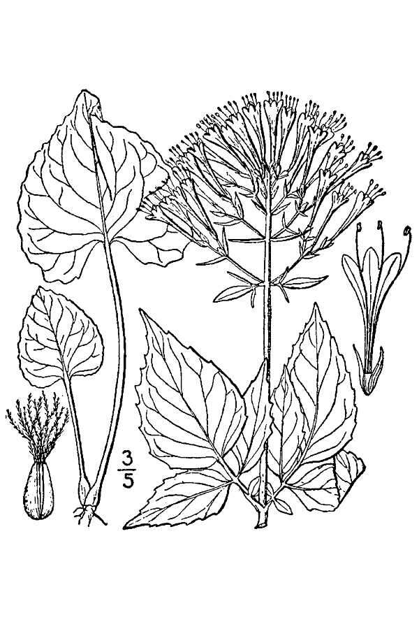 Image of largeflower valerian