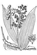 Image of feathery false lily of the valley