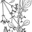 Слика од Valeriana dioica L. var. sylvatica S. Watson