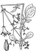 Image of woods valerian