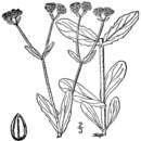 Sivun Valerianella stenocarpa (Engelm. ex Gray) Krok kuva