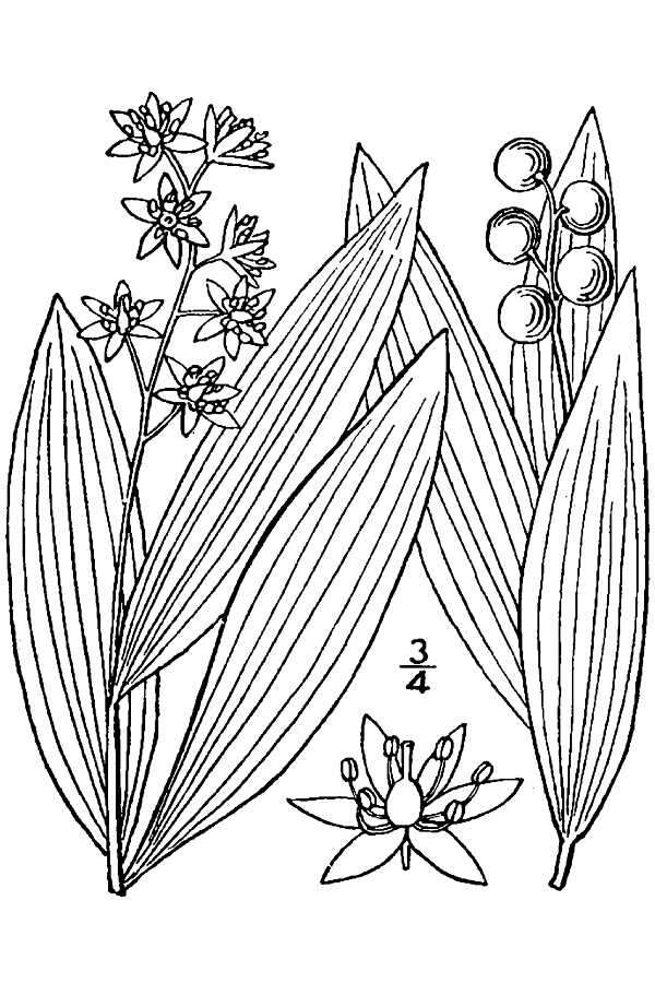 Image of threeleaf false lily of the valley