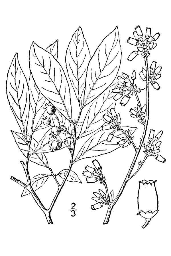 Image de Vaccinium virgatum Ait.