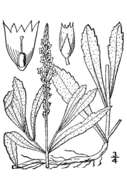 Image of narrowleaf vervain