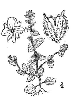 Image of common speedwell