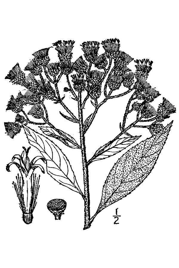 Image of Baldwin's ironweed