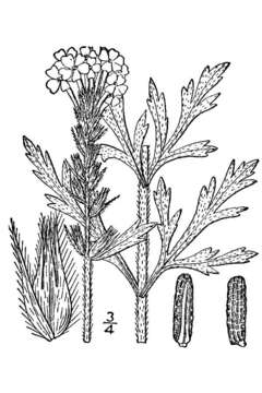 Image of Dakota mock vervain