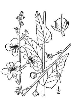 Imagem de Verbascum blattaria L.