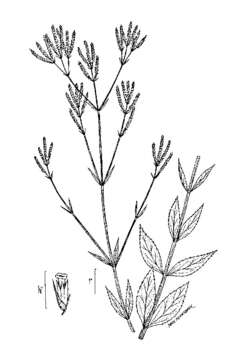 Image of Brazilian vervain