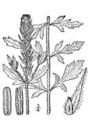 Image of bigbract verbena