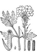 Image of Large Flowered Verbena