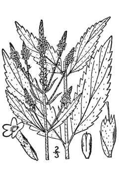 Image of swamp verbena