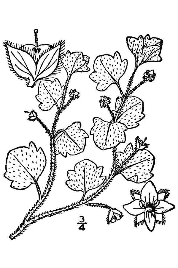 صورة زهرة الحواشي لبلابية الأوراق