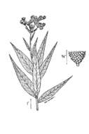 Image of Missouri ironweed