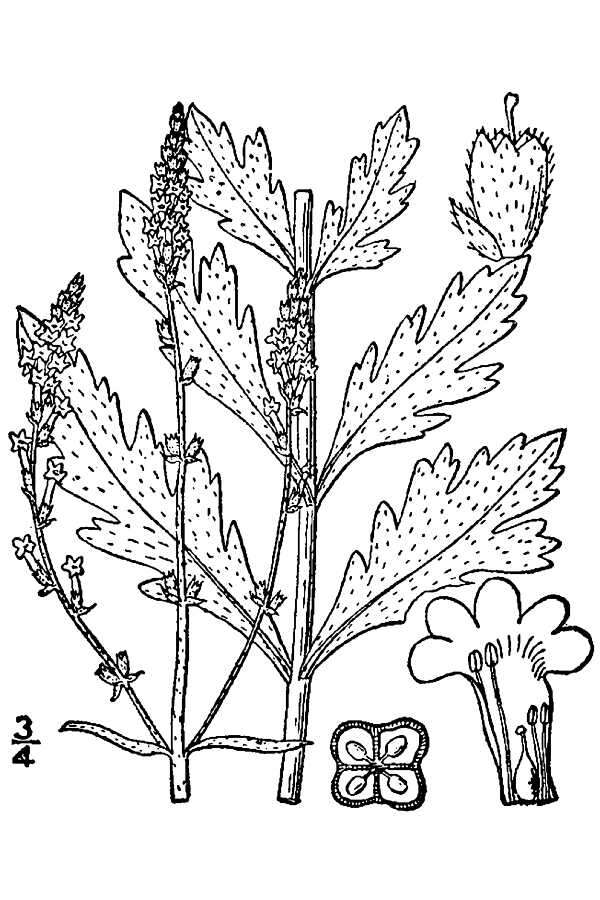 Image of herb of the cross