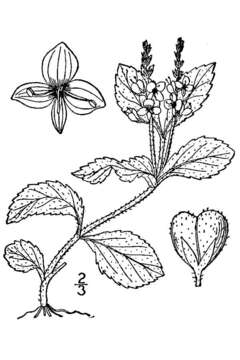 Image of Health Speedwell