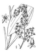 Image of Appalachian bunchflower