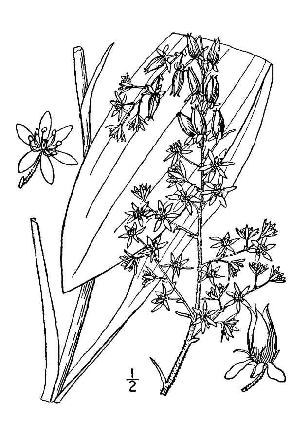 Image of Appalachian bunchflower