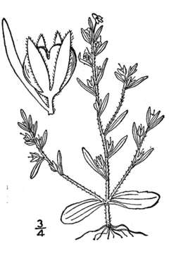 Image of american speedwell