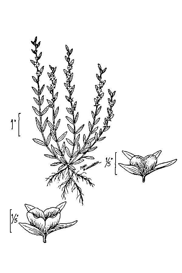 Image of american speedwell