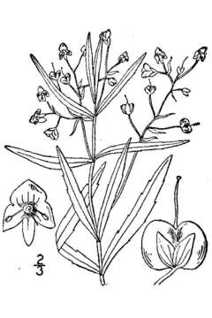 Image of Marsh Speedwell