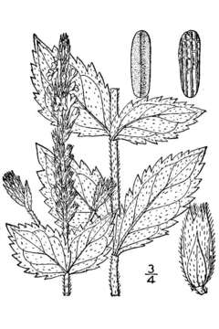 Image of hoary verbena