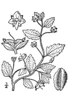 Image de Veronica officinalis L. var. tournefortii (Vill.) Rchb.