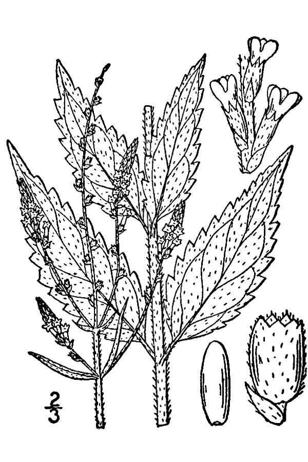 Image of white vervain