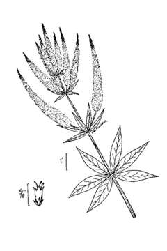 Image de Veronicastrum virginicum (L.) Farw.