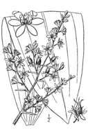 Image of Wood's bunchflower