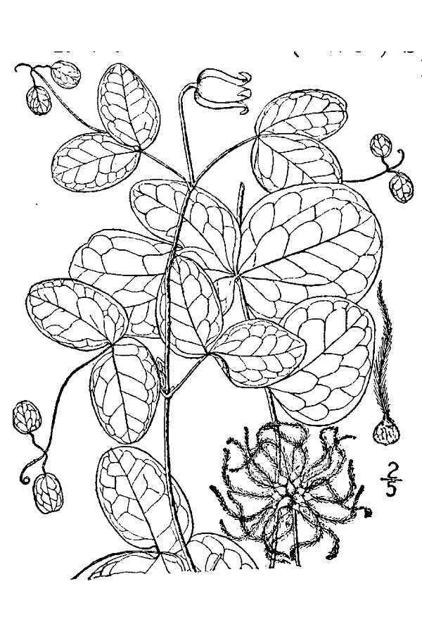 Image of Addison's Leather-Flower