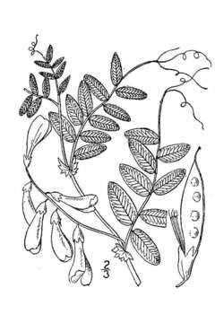 Image of American vetch