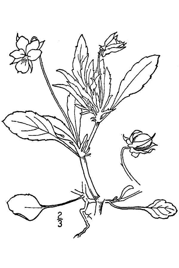 Image of Field Pansy